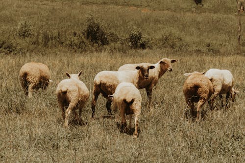 Безкоштовне стокове фото на тему «вівці, зграя птахів, пасовище» стокове фото