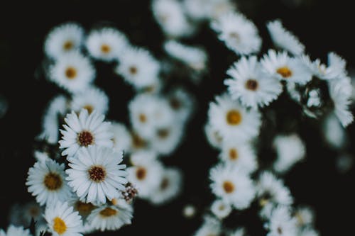Close Up Photo of White Petaled Chamomile Flowers