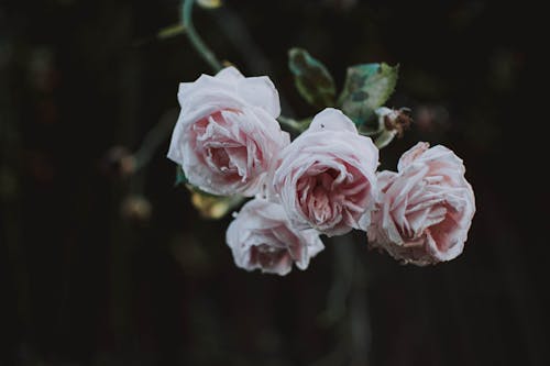 Fotografi Fokus Selektif Bunga Mawar Merah Muda