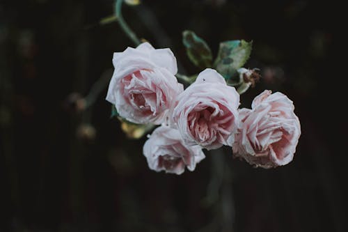 ピンクのバラの花のセレクティブフォーカス写真