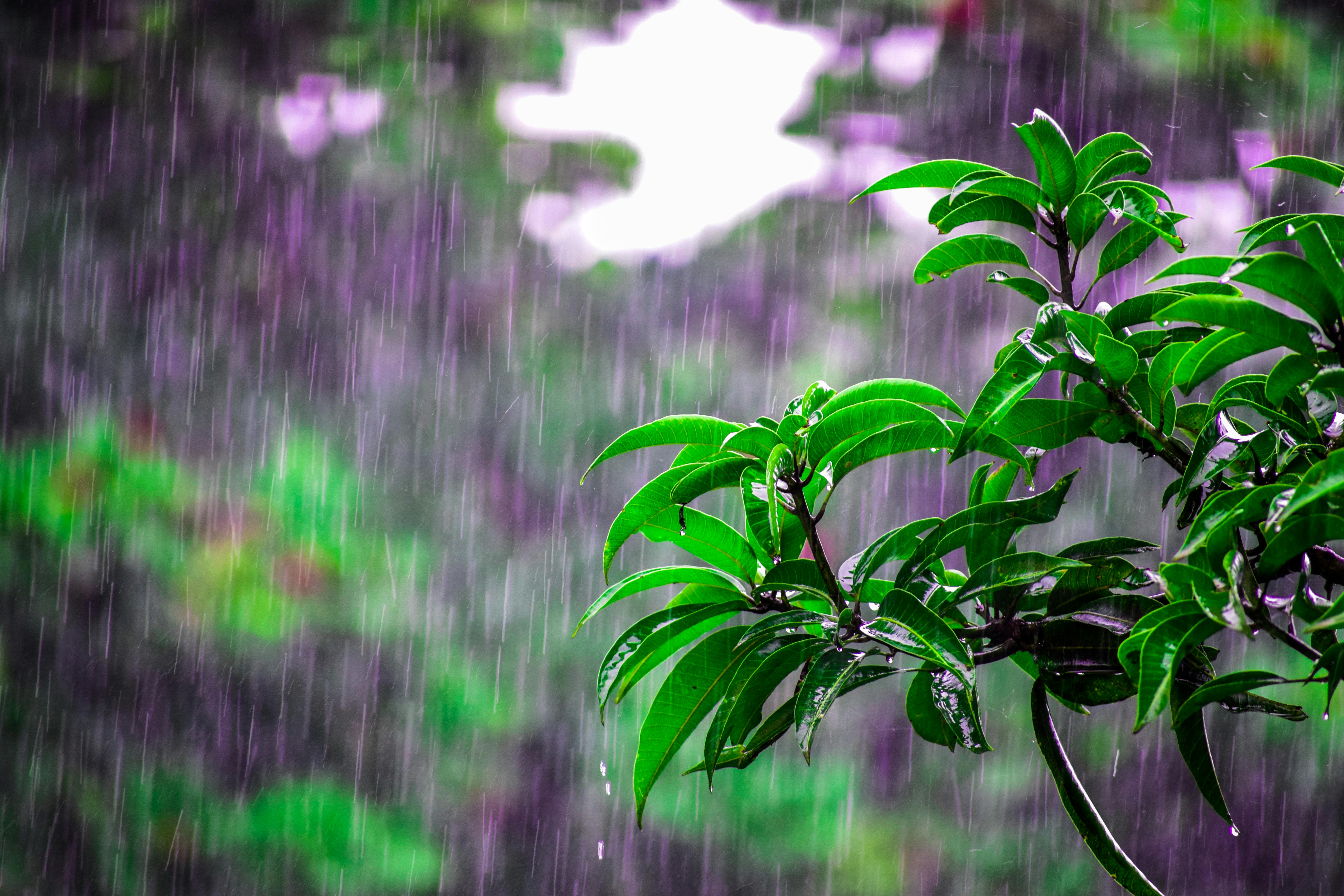 Selective Focus Photo of Obalte Green-leafed Plants during Rain