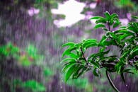 季风雨浸透了郁郁葱葱的绿叶，营造出生动的自然美景