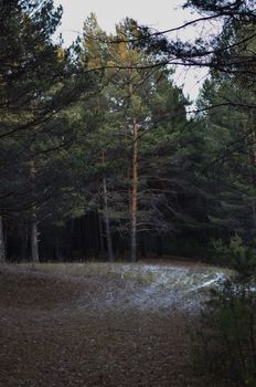 Tranquil pine forest with light snow dusting on the ground, capturing the essence of winter.