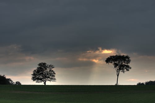 Trees on a Grassfield with Sunbeam coming from a Gray Sky 