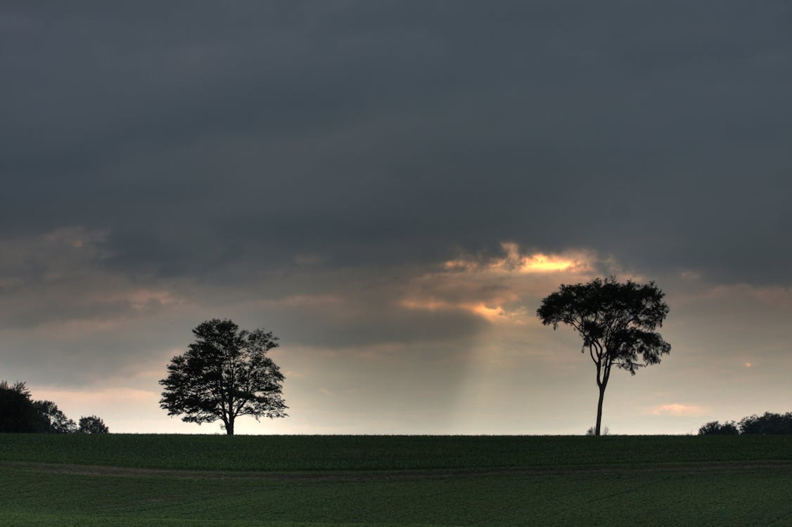 Trees on a Grassfield with Sunbeam coming from a Gray Sky 