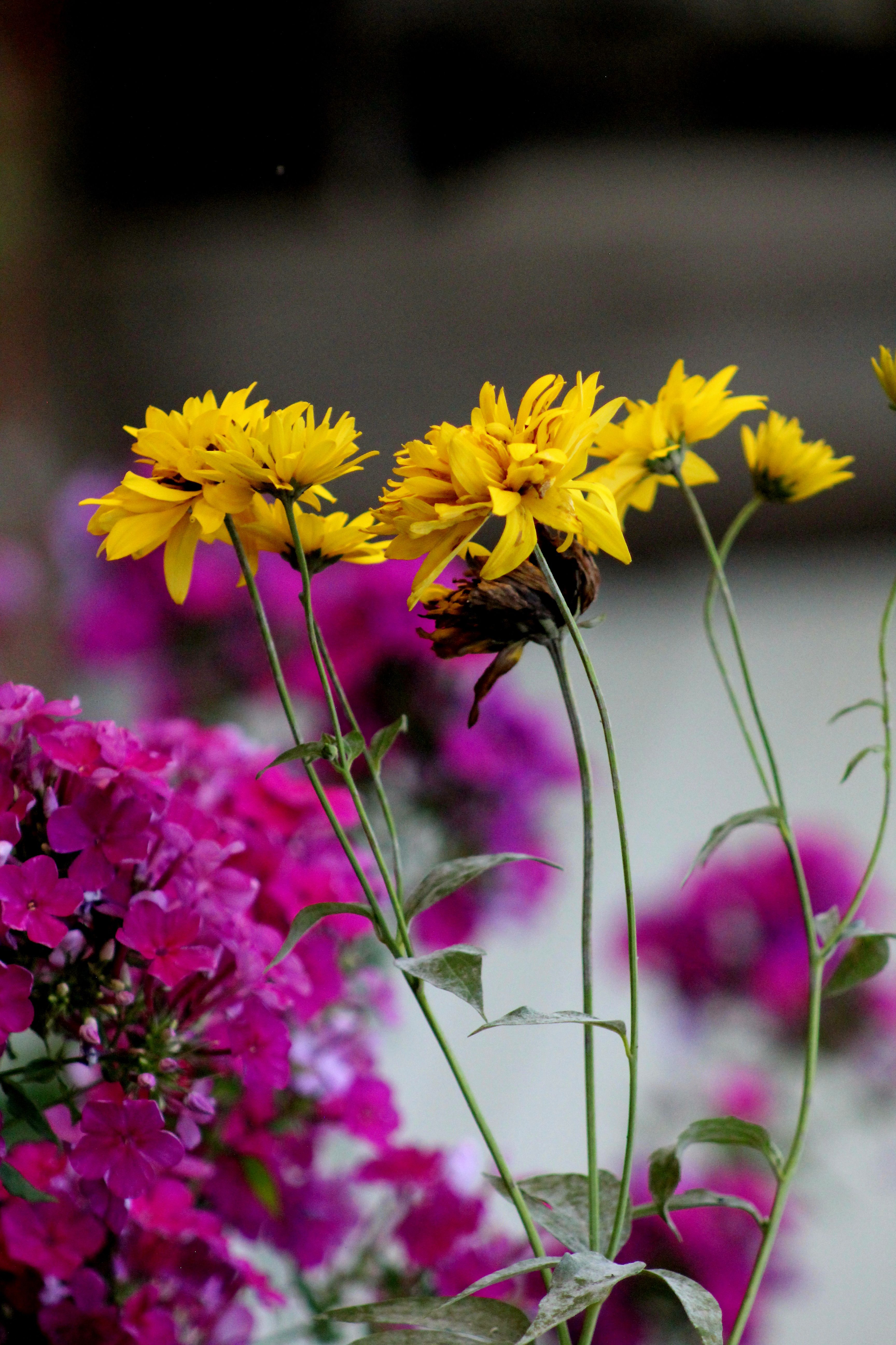 [ColoSach]-close-up-shot-of-blooming-yellow-flowers-amidst-vibrant-purple-blossoms.