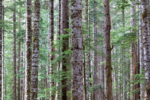 grátis Foto profissional grátis de árvores, floresta, fotografia da natureza Foto profissional