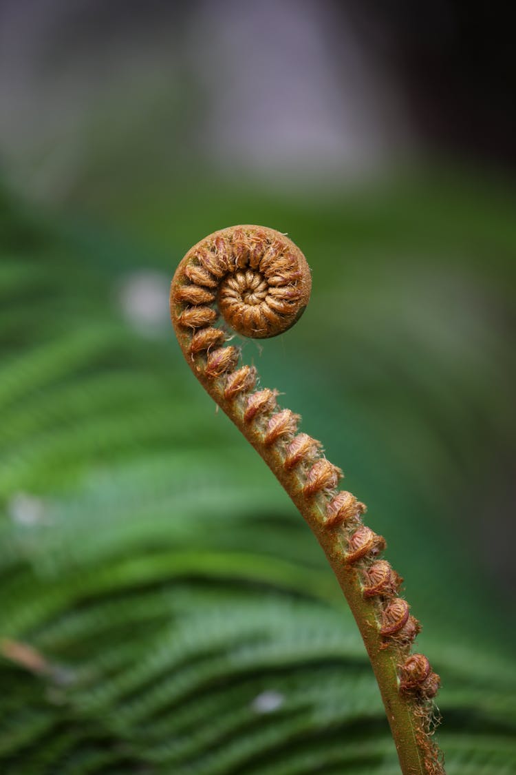 Close Up Of Exotic Plant