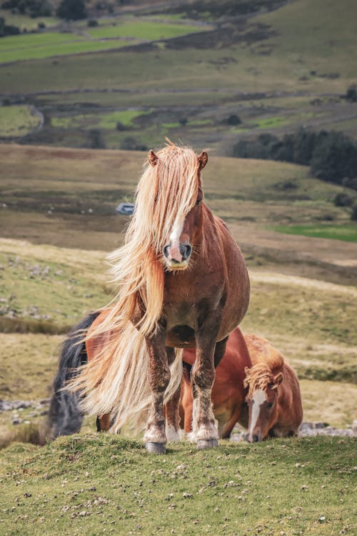 Pony by Horses on Pasture in Wales