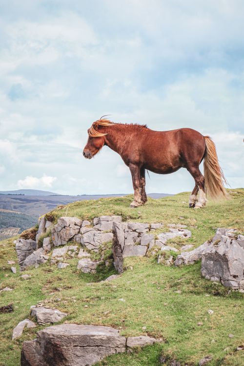 Free A brown horse stands gracefully on rocky terrain in Libanus, Wales, with rolling hills in the background. Stock Photo