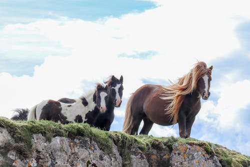 Gratis Fotos de stock gratuitas de animales, caballos, fauna Foto de stock