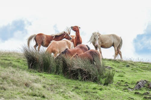 arazi, atlar, çim içeren Ücretsiz stok fotoğraf