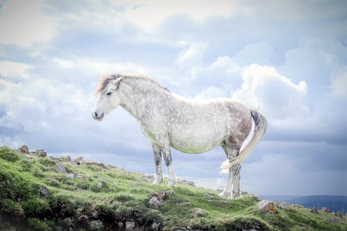 Eriskay Pony on Grass