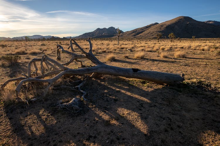 Fallen Tree Casting Shadow On Ground