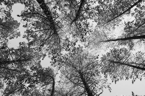 Безкоштовне стокове фото на тему «відтінки сірого, дерева, жаб’яча перспектива»