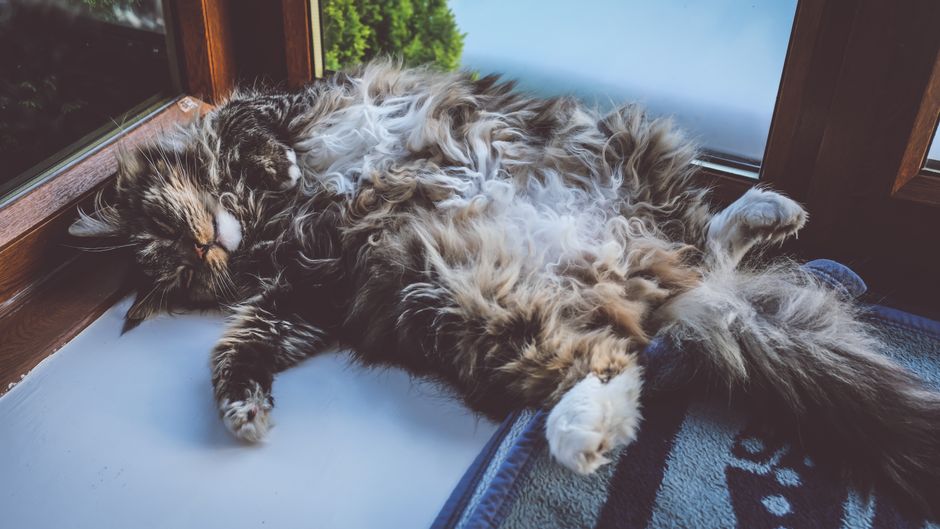 Adorable tabby cat lying comfortably by the window, enjoying a peaceful nap indoors.