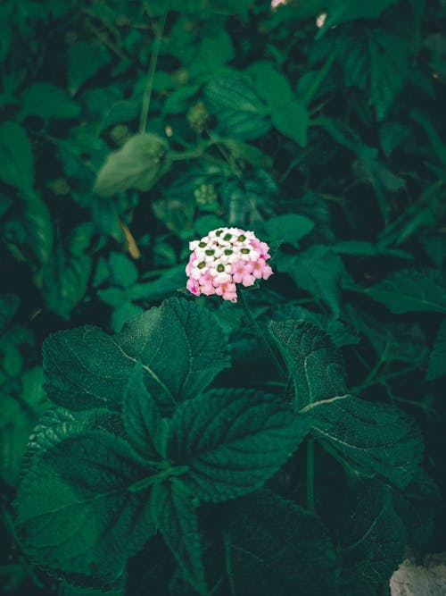 Beautiful Blossoming Plant