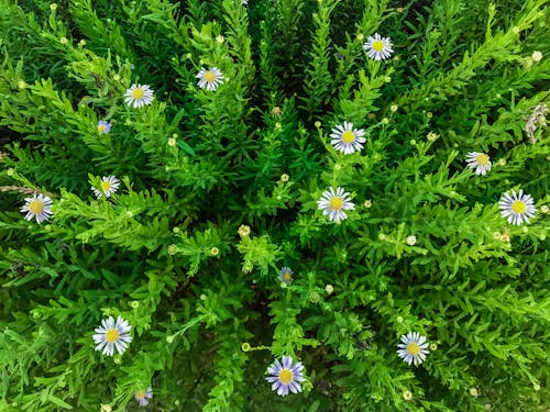 ワイルドフラワー, 緑色度, 菊の無料の写真素材