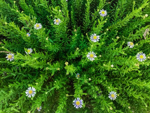 Fotobanka s bezplatnými fotkami na tému chryzantéma, divý kvet, zeleň