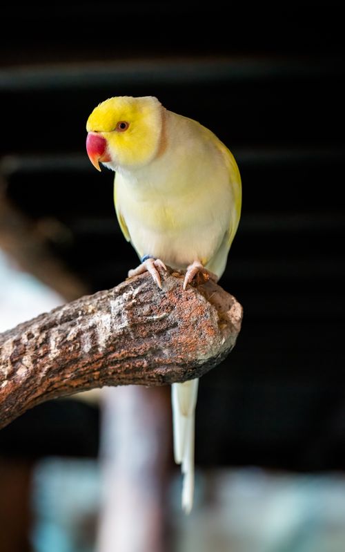 Free A close-up photo of a vibrant yellow parakeet perched on a branch indoors. Stock Photo