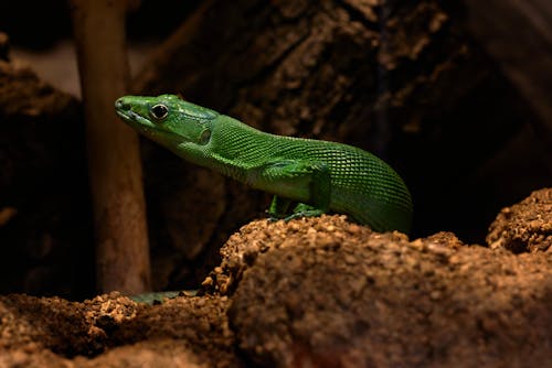 Close-up on Green Lizard