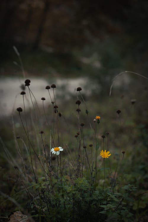 White and Yellow Flowers on the Ground