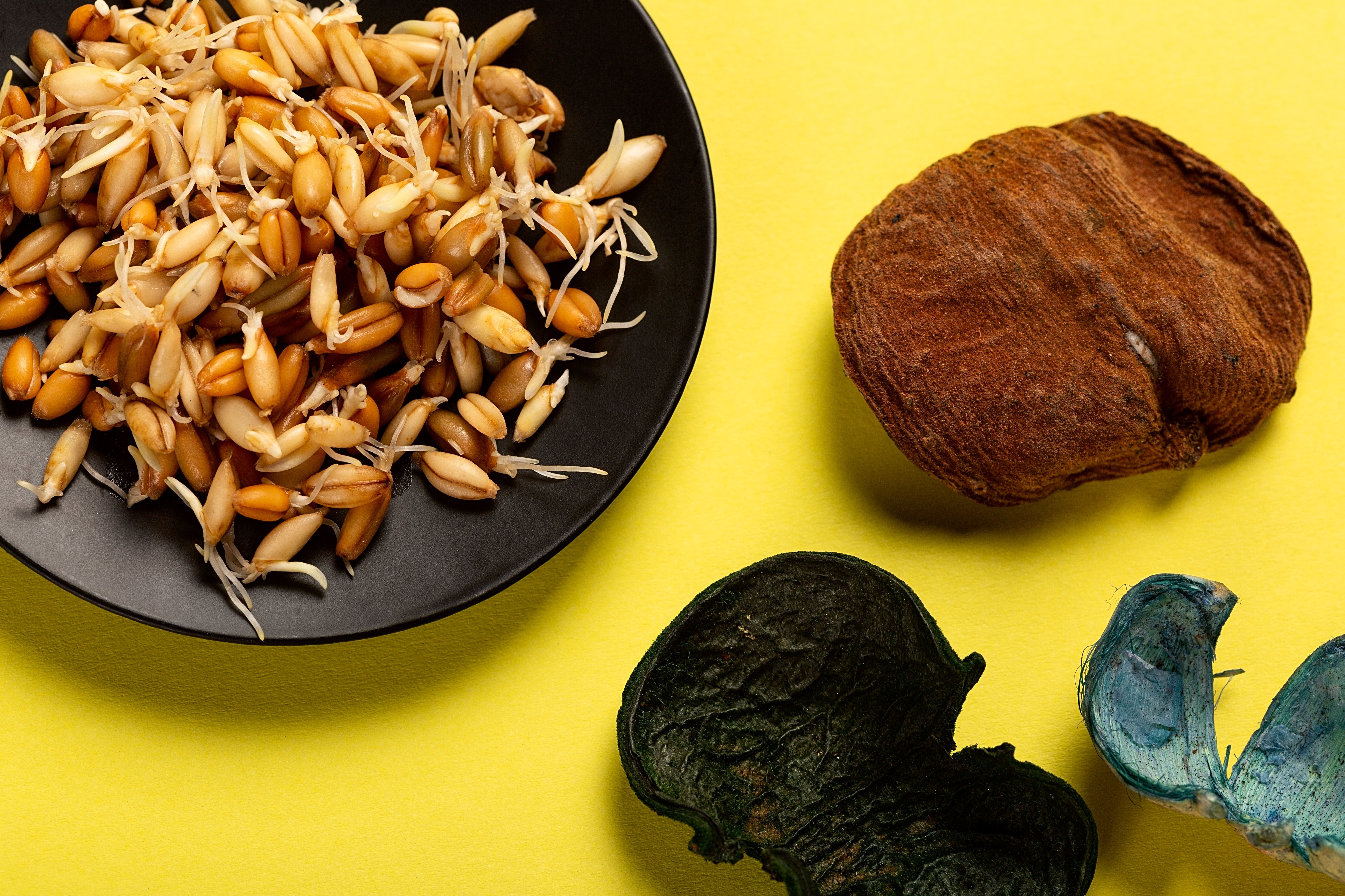 Fiber and Specialty Carbohydrate Market to Reach USD 26.1 Billion by 2035 as Functional Foods, Preventive Nutrition, and Plan