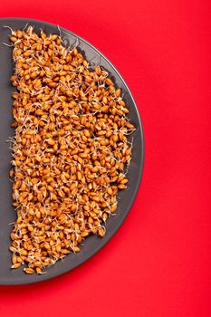 Organic Sprouted Red Fife Flour