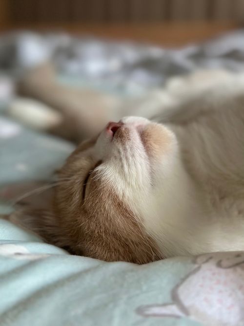 Free Close-up of a sleeping cat resting peacefully on a patterned blanket indoors. Stock Photo