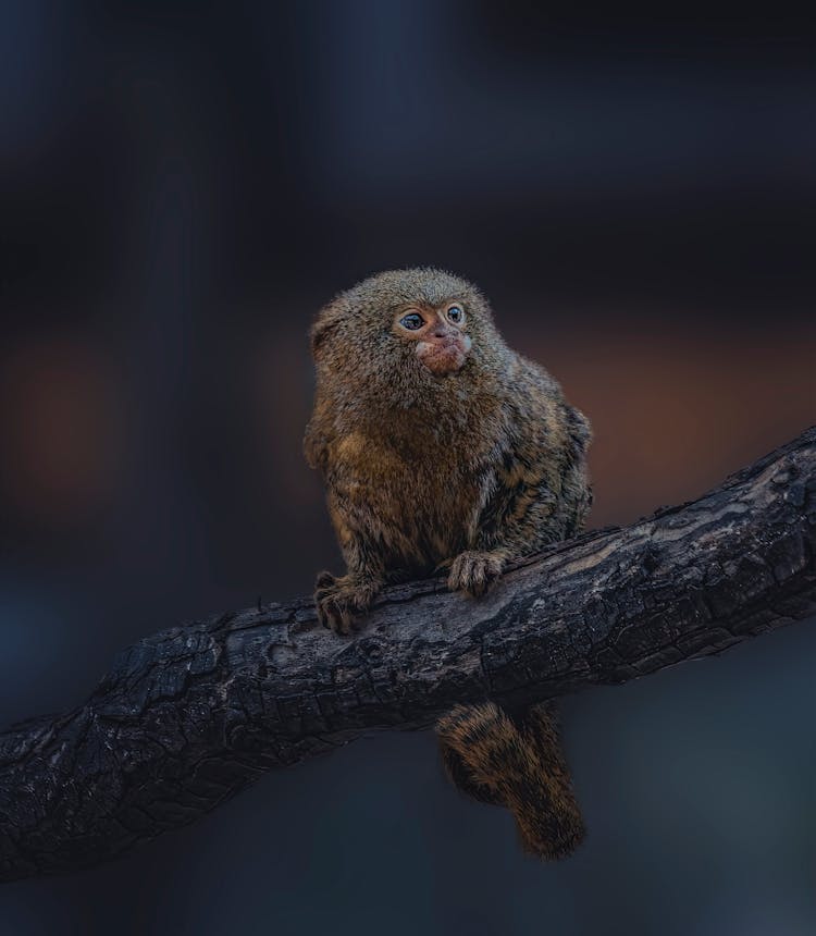 Pygmy Marmoset Sitting On Branch