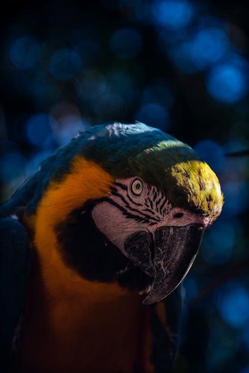 Close-Up Shot of a Macaw