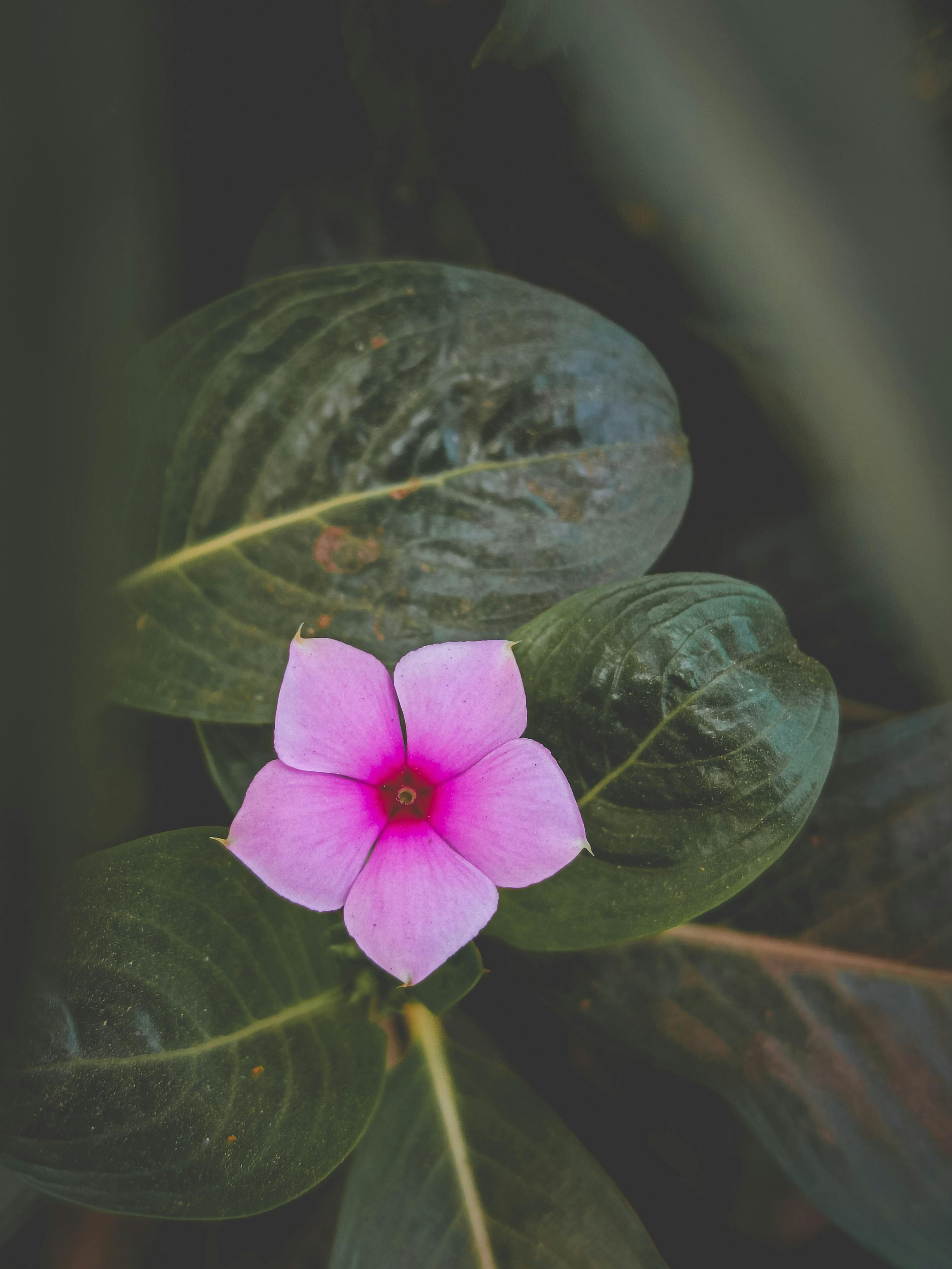 Close-Up Shot of a Periwinkle · Free Stock Photo