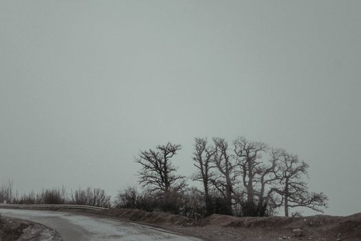 A serene winter landscape showcasing a lonely road lined with barren trees under an overcast sky.