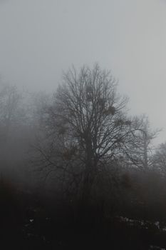 Eerie fog envelops a bare tree in a dark, moody forest setting.. eerie, envelops, bare