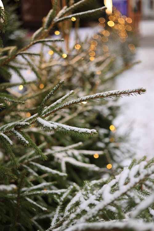 Needle Branches in Snow