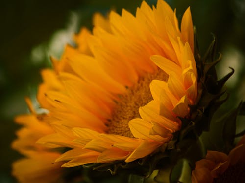 Selective Focus Photography of Sunflower