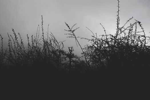 Nature