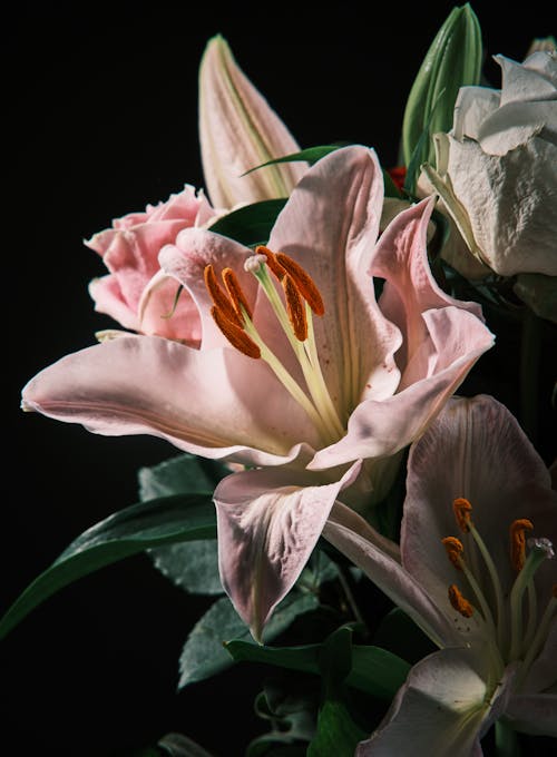 Základová fotografie zdarma na téma detail, flóra, kvést