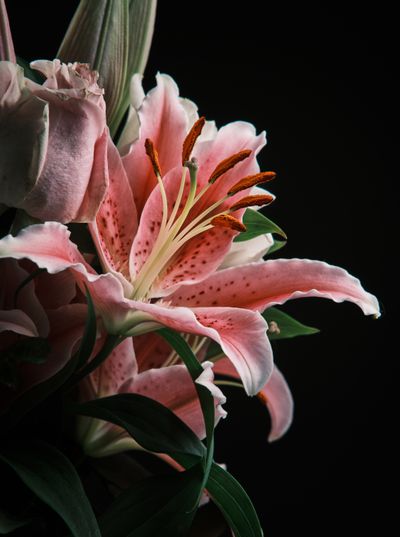 Oriental Floral