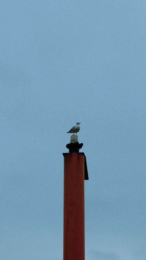Free A lone seagull perched atop a chimney with a clear blue sky as its backdrop. Stock Photo