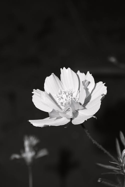 Grayscale Photo of a Flower