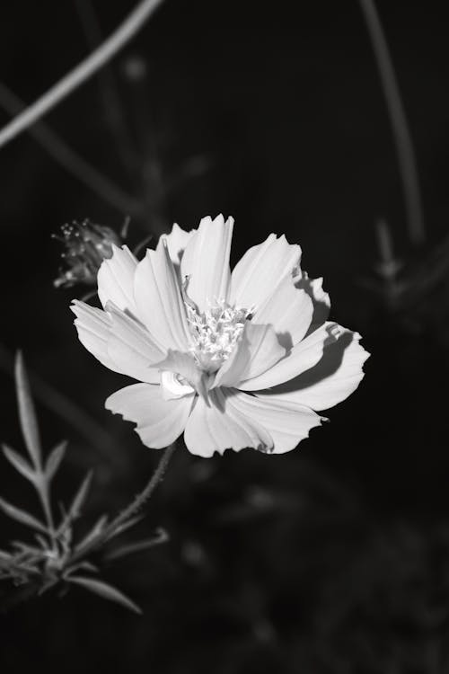 Grayscale Photo of a Garden Cosmos 