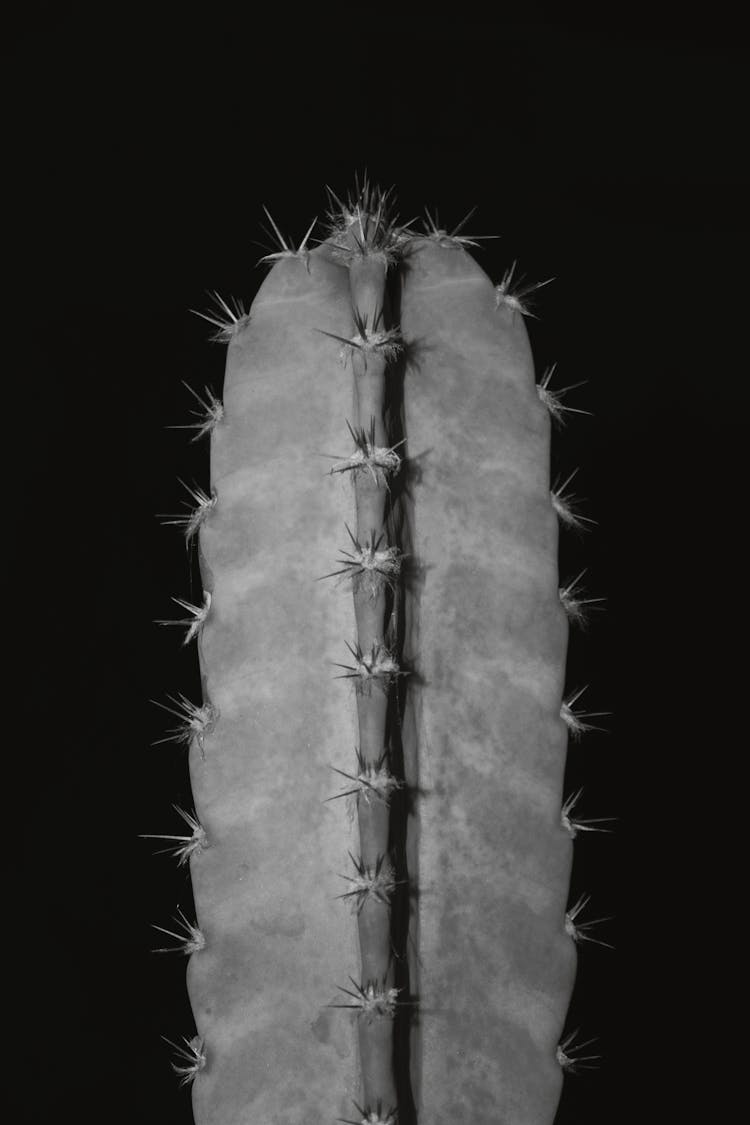 Grayscale Photo Of A Cactus