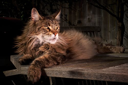 ネコ, ペット, メインクーンの無料の写真素材