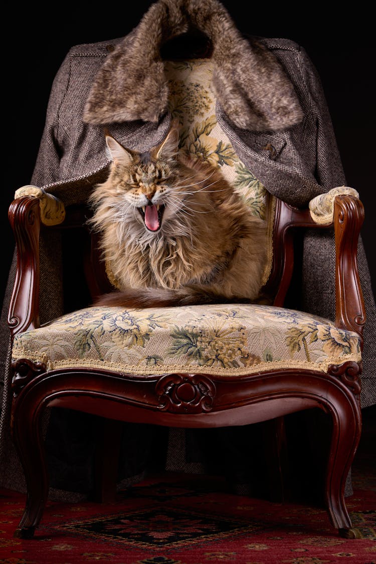 Cat On A Vintage Chair 