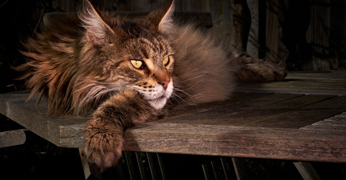 Chat Maine Coon : Guide Complet Race et Soins