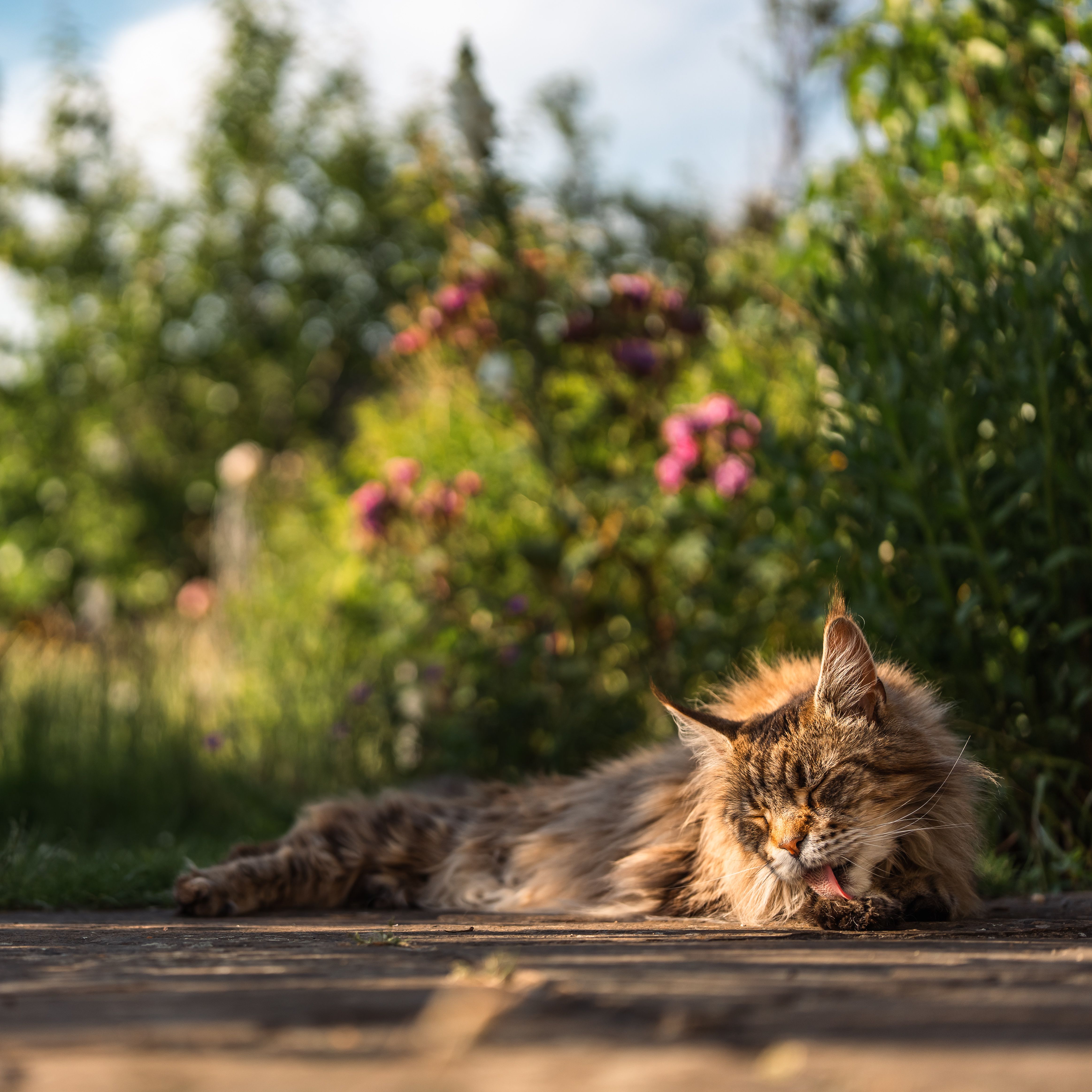 A Maine Coon cat grooming itself while lying in a sunny garden setting.