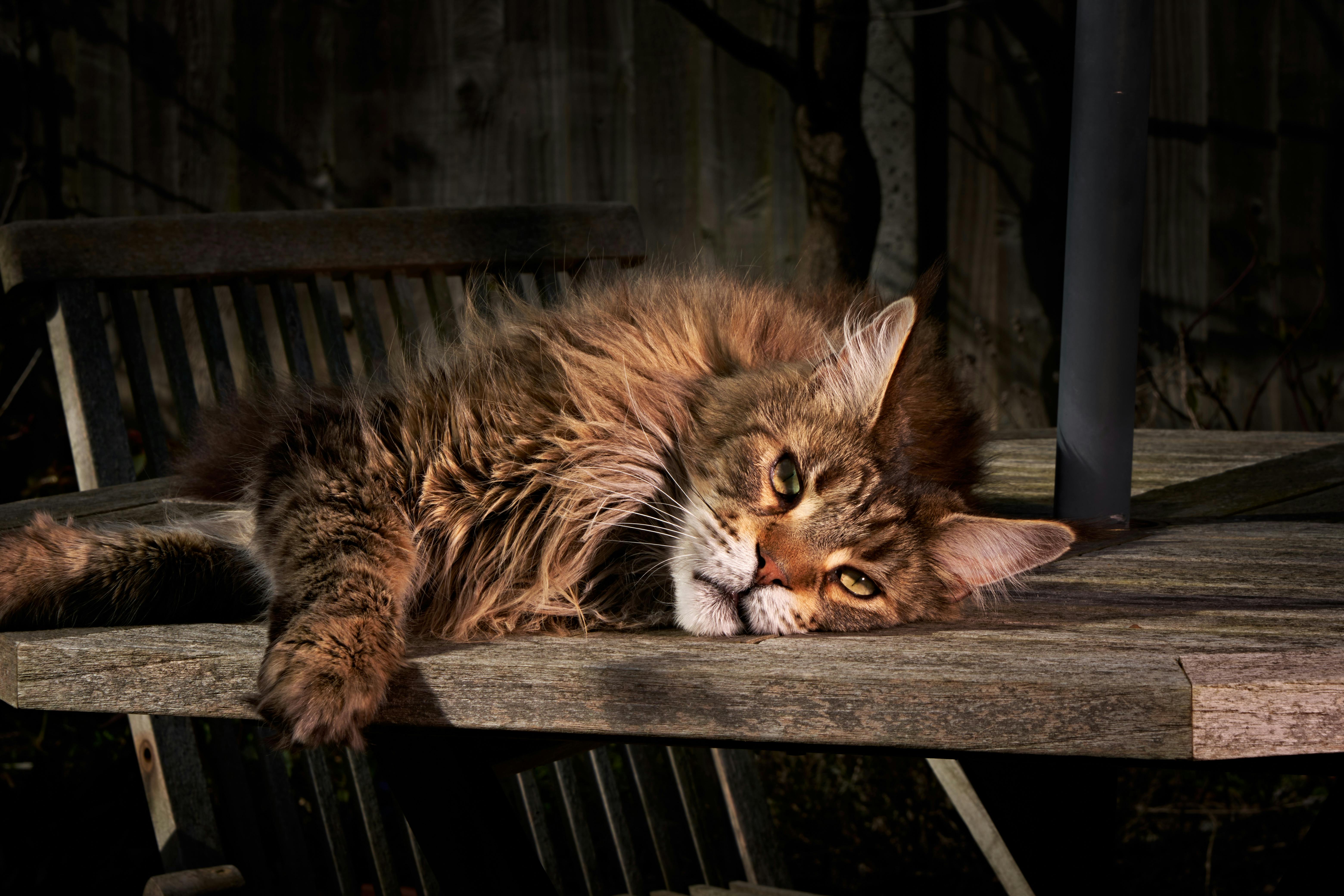 What is the main cause of leaky gut?