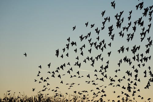 Photo of Birds Flying Together