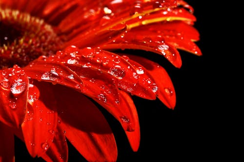 Fotografía De Enfoque Superficial De Flor De Gerbera Roja Con Rocío De Agua